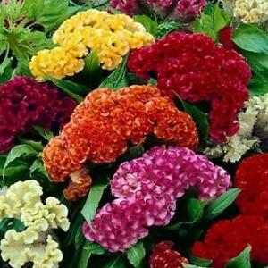 Celosia CRISTATA Mixed Cockscomb Dried Flowers Cutflowers Non-GMO 500 Seeds!