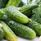 Wisconsin SMR 58 Pickling Cucumber Seeds, NON-GMO, Variety Sizes Sold, FREE SHIP