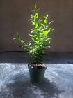 Dwarf Bonsai Pomegranate Tree Container Indoor Outdoor Live Plant 4