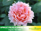 30+ Seeds| Apricot Polka Climbing Perennial  Rose Seeds#1025