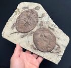 Unique  Real Turtle Fossil Rare Chinese Best Triassic Keichousaurus Collection