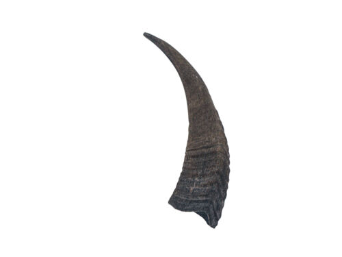 Real Black Goat Horn: Medium (318-1BKM-AS) Y1H