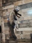 Fisher Cat Taxidermy Mount