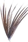 Golden Pheasant Top Center Tail Feathers Natural 20