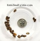 Dubia Roaches Small, Medium, & Large - Live Arrival, Free Shipping