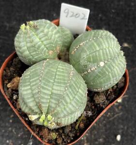 Multi Heads Euphorbia obesa Self Root 6.4cm Sale Succulent Live Plant WYSIWYG