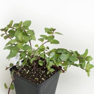Chocolate Mint Plant Roots ( 4 Plants) Easy To Plants