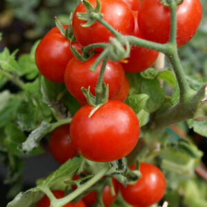 Cherry Tomato Seeds (Large Red) | Heirloom | Non-GMO | Free Shipping | 1025