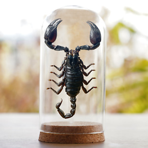 Vintage Scorpion In Glass Dome Gothic Decor Home Real Insect Collection Decor