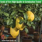 10 Giant Lemon Citron Seeds Citrus medica maxima Pianta di Cedro Turunji Plant