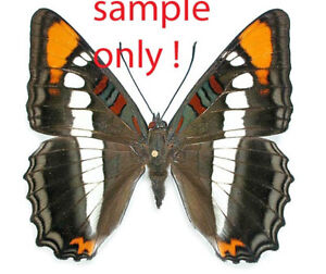 Nymphalidae ADELPHA BREDOWI BREDOWI*****female Nr. 3  *****Mexico ,(not pinned)