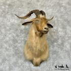 #29180 E | Feral Goat Taxidermy Shoulder Mount For Sale