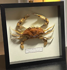 New ListingReal Taxidermy Blue Crab Shadowbox Wall Hanging Mount (With Label)