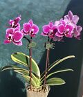 Orchid Phalaenopsis Phal Chia E Yenlin. Variegated. In Low Spike.