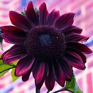 20 Chocolate Cherry Sunflower Seeds Plants Garden Plants rare flower colorful