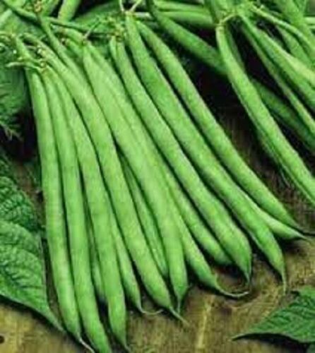 Premium Contender Stringless Green Bean - Fresh Seed - Non-GMO - Very Popular!
