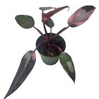 Philodendron Pink Princess 4