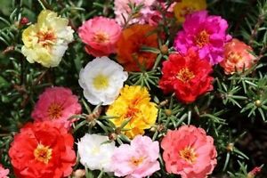 moss rose, PORTULACA double mix, 1000 seeds! GroCo*  (BUY 10 ITEMS-SHIPS FREE)
