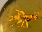 New ListingA101 BU390 Superb small Cricket tiny fly in Burmese Amber Burmite 99mya