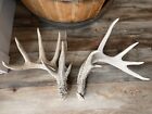 2 Heavy Montana Whitetail Shed Antlers Taxidermy Decor Man Cave Crafts