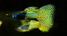 3 Pair Green Lace Metal Head Guppies Guppy Live Freshwater Aquarium Fish