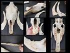 New ListingLarge Horse Skull Rare With Teeth Taxidermy Head (2 Cow Jaws Come With It-FREE)