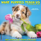 What Puppies Teach Us 2024 12