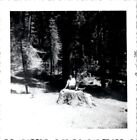 New ListingAfrican American Black Girl on Tree Trunk Hike Trail Nature 1960s Vintage Photo