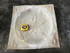 Concrete Stepping Stone Mold, Sand Dollar