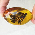 Beautiful Amber Butterfly Fossil Insects Manual Polishing Natural Artificial