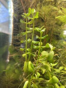 Bacopa Monnieri (Moneywort) Bunch 5 Stems Live Aquarium Plants