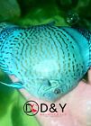 X1  Live  Discus Fish - Green Cobalt  High Body- size 5in + Body Size USA Stock