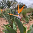 Orange Bird of Paradise - Strelitzia reginae - Live Plant