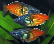 2x Orange Boesemani Rainbow Freshwater Aquarium Live Fish M/L Beautiful Fish!