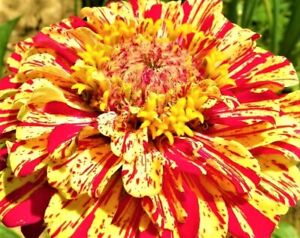 Zinnia Seeds Peppermint Stick 100+  Seeds NON-GMO BUY 4 GET FREE  SHIPPING