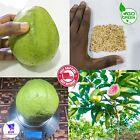 Rare Guava Seeds Taiwan Pink Guava Taiwanese 15+ Seeds 98% Rate Free Shipping