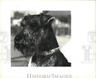 1991 Press Photo Mixed Terrier dog for adoption at Jefferson Animal Shelter