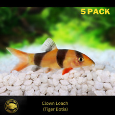 5 pack LARGE Clown Loach - Chromobotia macracanthus - (5x) Live Fish (3