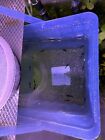 10 +2 DOA Blue And Carbon Rili - Freshwater Neocaridina Aquarium Shrimp