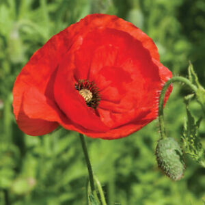 Poppy Flower Seeds - American Legion - California - USA Grown - Flower Seeds