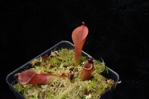 New ListingHeliamphora Geoff Wong #1 (division) - Carnivorous Plant