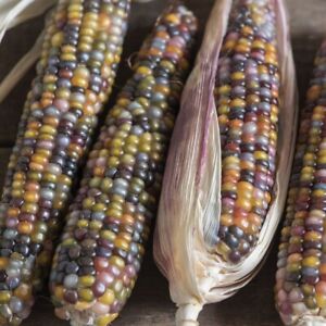 25+ Glass Gem Indian Corn Seeds For Planting Beautiful And Vibrant! Organic