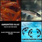 150+ Live Feeder Fish Pink Tuffies/Black Fatheads MIX  50/50 GUARANTEE ALIVE