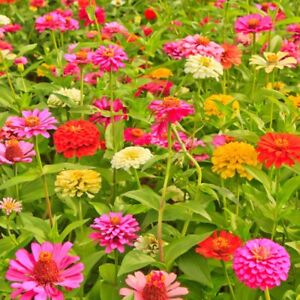 California Giants Zinnia Mix Seeds, Bright Colors, Cut Flowers, Stunning