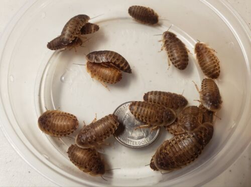 Dubia Roaches Small - Medium - Large Live Reptile Feeders 25 - 1000+