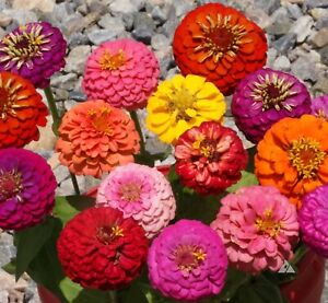 Thumbelina Zinnia Seeds Mix, Dwarf, Colorful, Container, Bouquet, FREE SHIPPING