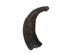 One #3 Grade Real North American FEMALE Buffalo Horn (576-F3-AS) Y2P