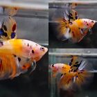 Live Tropical Betta Fish -- Candy Koi | Halfmoon Male