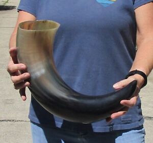 20 inch Polished Thick Water Buffalo Horn from India Taxidermy #46946