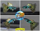 x2 MALE  - Live Aquarium Guppy Fish High Quality -  King Cobra